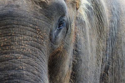 Close-up of elephant