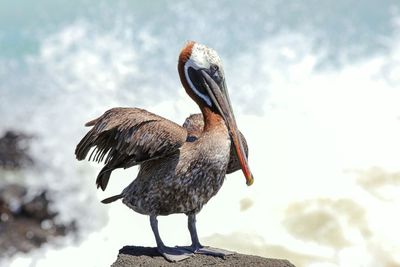 Galapagos brown pelican at sea 