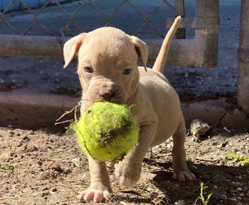 Portrait of dog with ball in mouth