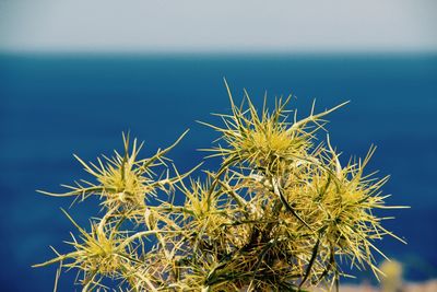 Close-up of plant against blue sea on sunny day