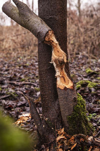 Close-up of mushroom growing on tree trunk