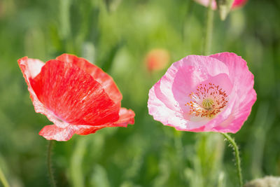 Close-up of pink rose flower