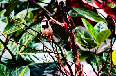 Close-up of a bird perching on branch