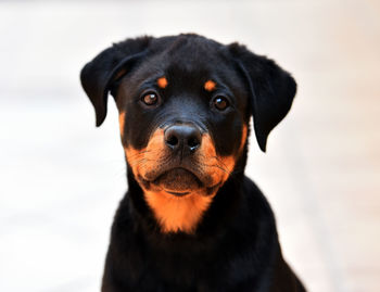 Close-up portrait of black dog