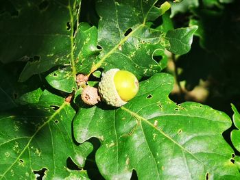 Close-up of insect on leaves