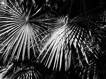 Low angle view of palm trees against sky at night