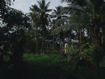 View of palm trees on field