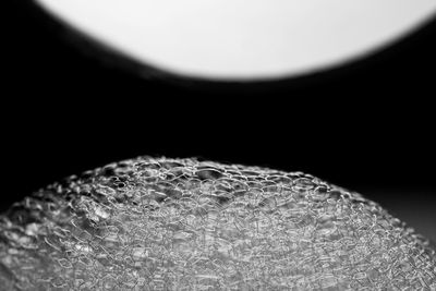 Close-up of leaf against black background