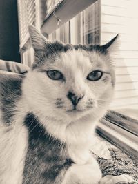 Close-up portrait of cat at home