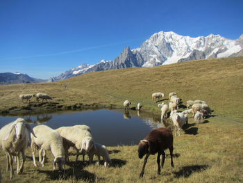View of sheep on field against mountain range