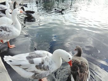 High angle view of swans swimming on lake