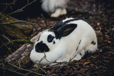 Close-up of rabbit