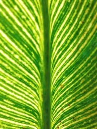 Close-up of palm leaf