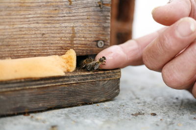 Bee on hand beehive