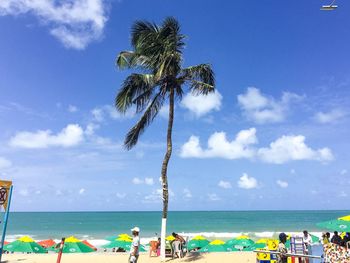 Palm trees on beach against sky