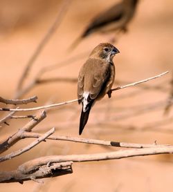 Close-up of bird perching on branch