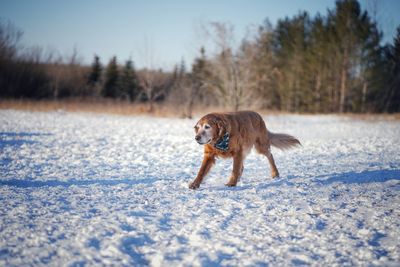 Dog on snow covered land