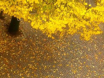 Fallen leaves on ground