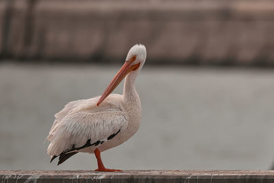 Close-up of pelican perching on wood