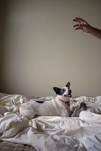 Dog looking up in bed