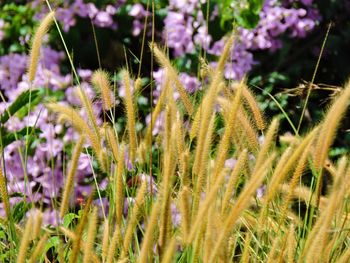 Close-up of insect on flower