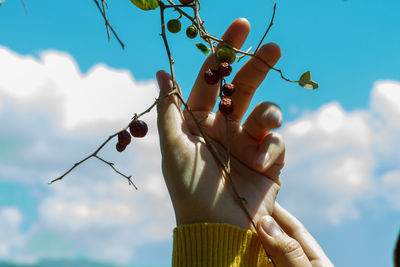 Low angle view of person holding plant against sky