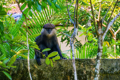 Low angle view of monkey