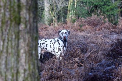 View of dog on tree trunk