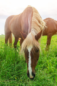 Horse grazing in a field
