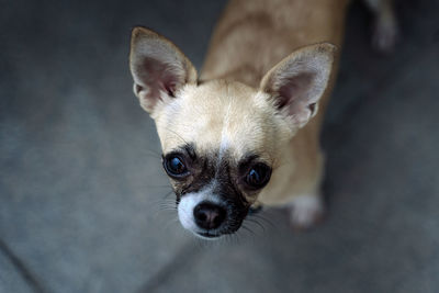 Close-up of a pedigree dog, of the breed chihuahua