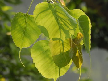 Close-up of green leaves on plant