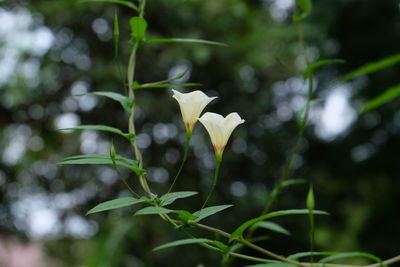 Close-up of white flowering plant