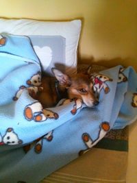 Portrait of a dog resting on bed at home