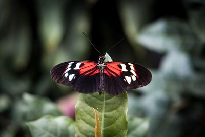 Close-up of butterfly perching on plant