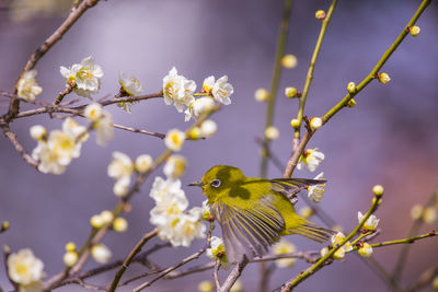 Japanese white-eye and　plum blossom