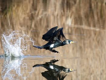 Close-up of bird on lake