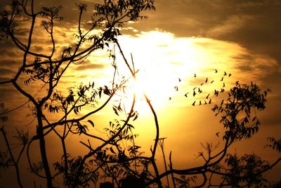 Silhouette tree against sky during sunset