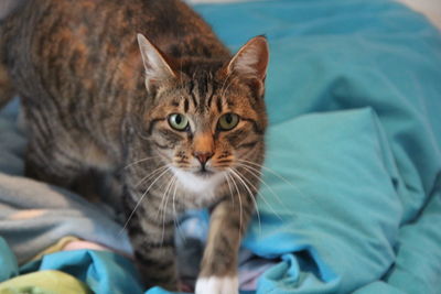 Portrait of cat sitting on bed