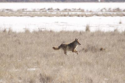 Side view of a horse running on field