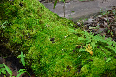 High angle view of a moss