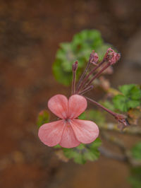 Close-up of flower against blurred background