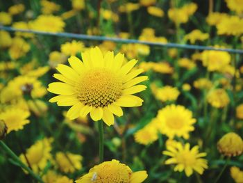 Close-up of yellow flowers blooming outdoors