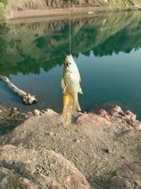 Fish hanging against lake