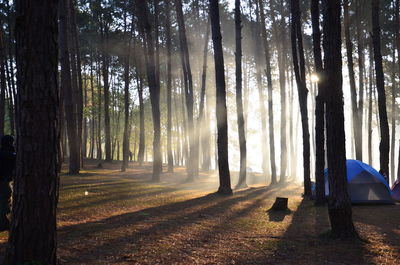 Sun shining through trees in forest