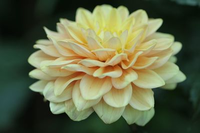 Close-up of yellow dahlia