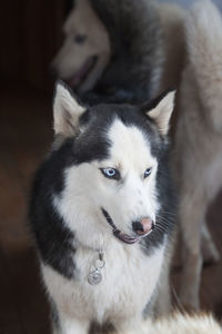 Close-up portrait of dog on bed