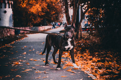 Dog standing on leaves during autumn