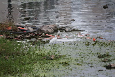 Birds swimming in lake