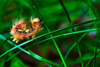 Close-up of spider on plant