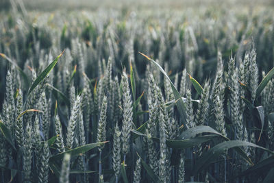 Wheat field